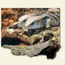 Zierkorkrinde naturbelassen